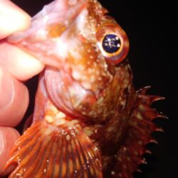 電気ウキ釣り 6