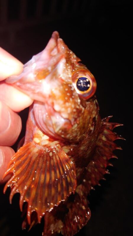 電気ウキ釣り 6