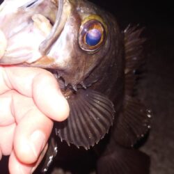 電気ウキ釣り 7