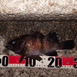 電気ウキ釣り 8