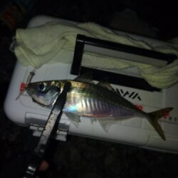 (尺アジ)フロートゲ~ム