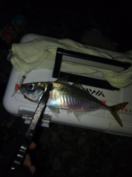 (尺アジ)フロートゲ~ム