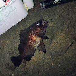 フロートゲ～ム。