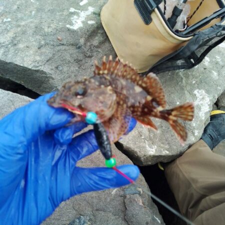 雨予報…ガシラ