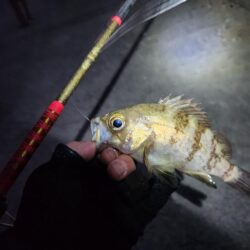 離島ライトゲーム