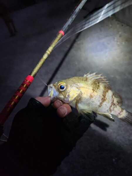 離島ライトゲーム