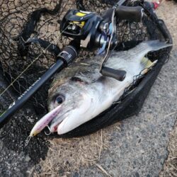 澪示威チニング