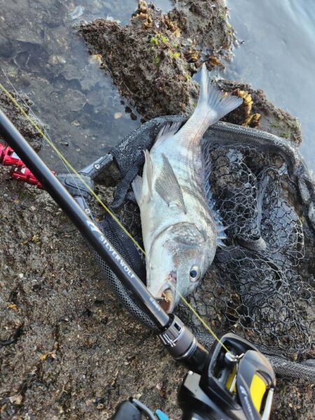 しごまえ、しごおわチニング