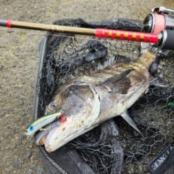 フリリグ、ミドスト、プラグ。何でもアリチニング