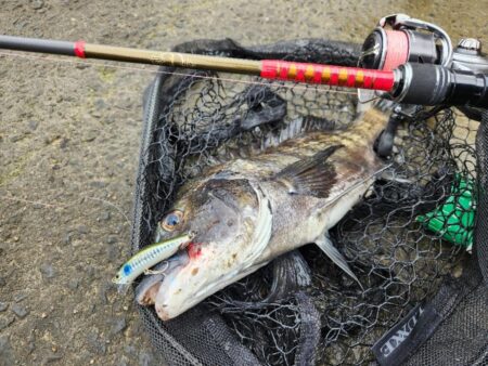 フリリグ、ミドスト、プラグ。何でもアリチニング