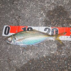 久々いいサイズきた~