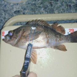 雨降り前のメバリング