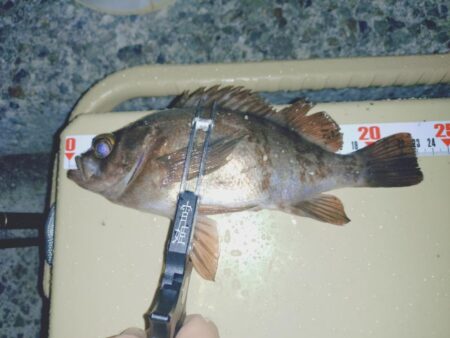 雨降り前のメバリング