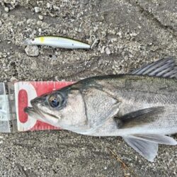 シーバス!息子釣果!今年初!