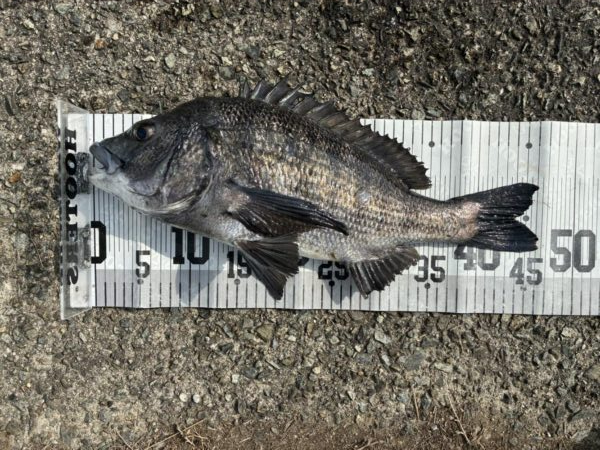 イチノ兄弟、釣果!