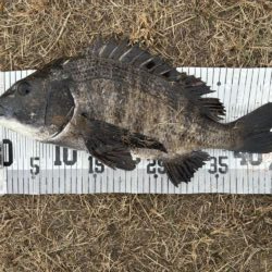 イチノ兄弟、釣果！