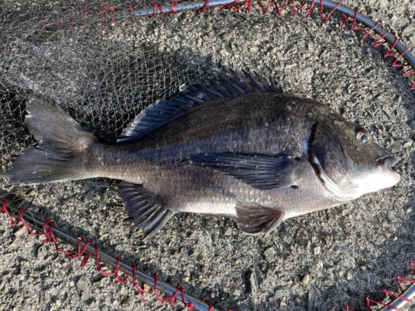 イチノ兄弟、釣果！