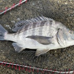 イチノ兄弟、釣果！