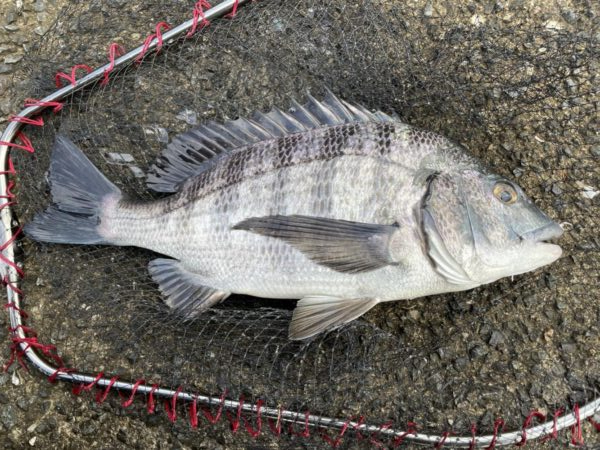 イチノ兄弟、釣果！