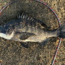 イチノ兄弟、釣果!