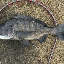 イチノ兄弟、釣果！