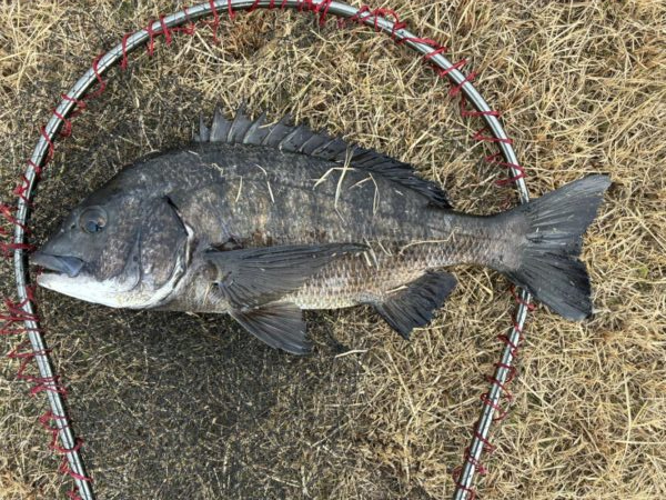 イチノ兄弟、釣果！