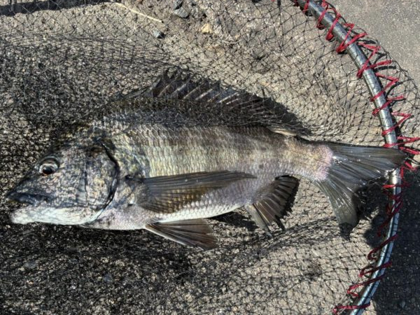 イチノ兄弟、釣果!