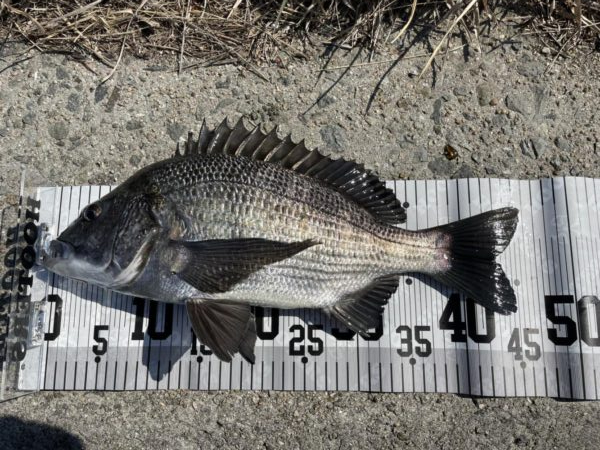 イチノ兄弟、釣果！