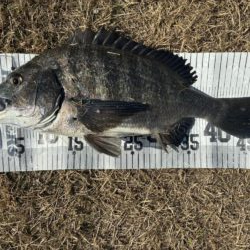 イチノ兄弟、釣果！