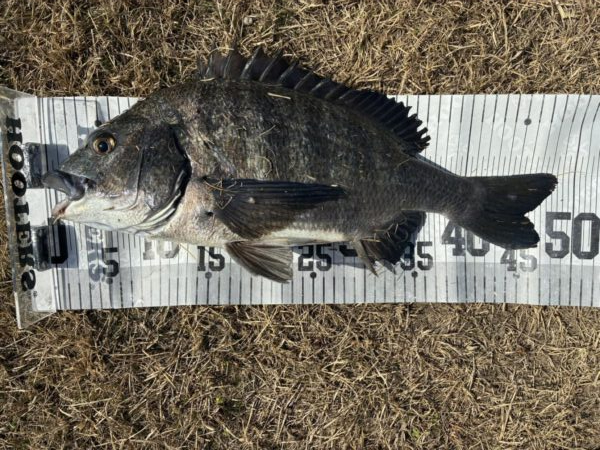 イチノ兄弟、釣果！