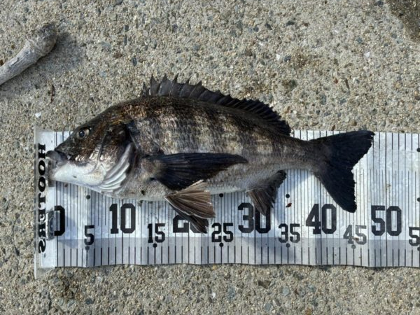 イチノ兄弟、釣果！