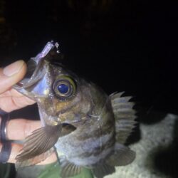 やっとマシなサイズが