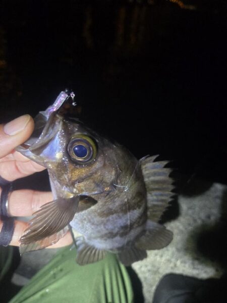 やっとマシなサイズが