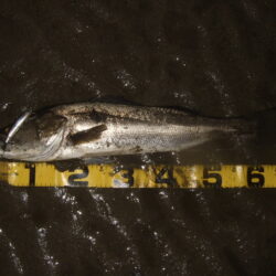 久々の河川シーバス