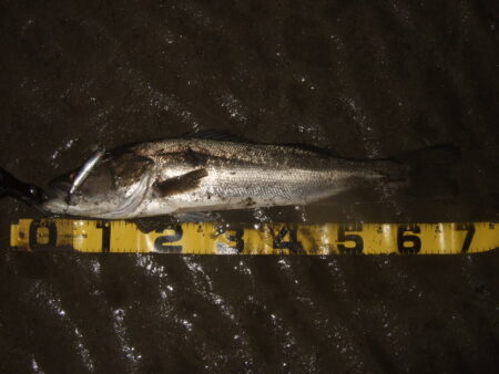 久々の河川シーバス