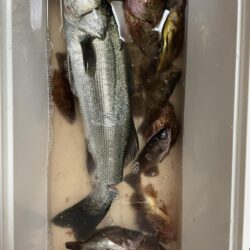 シーバスゲーム