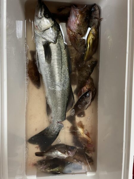 シーバスゲーム