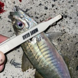 爆風ライトゲームでランカーGET❗️