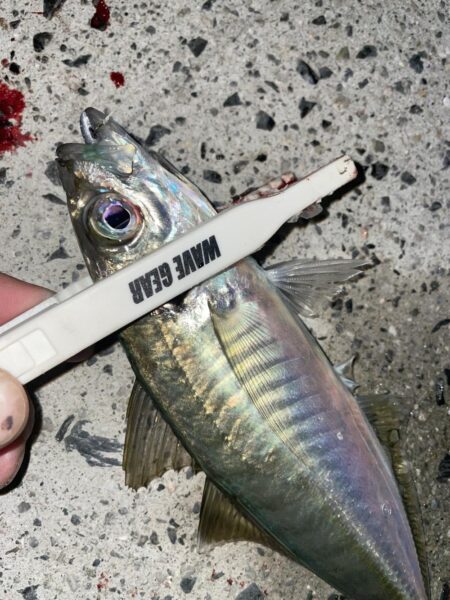 爆風ライトゲームでランカーGET❗️