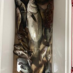 雨中のメバリング