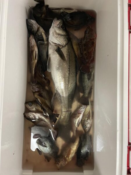 雨中のメバリング