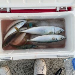 ギガアジを求めてリベンジ