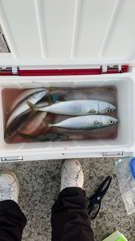 ギガアジを求めてリベンジ