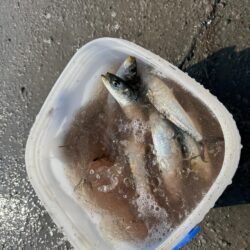 イワシ爆釣なり!