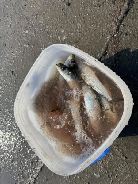 イワシ爆釣なり!