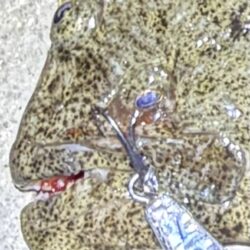 まさかのゲスト