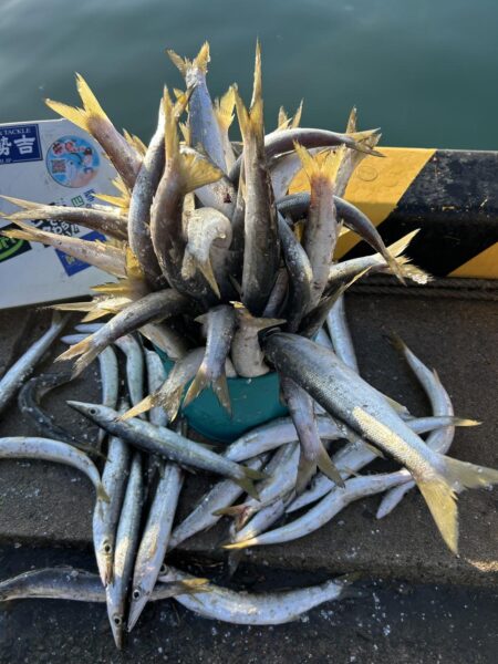 初心者必見・カマス爆釣り