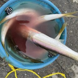 連続カマス釣り