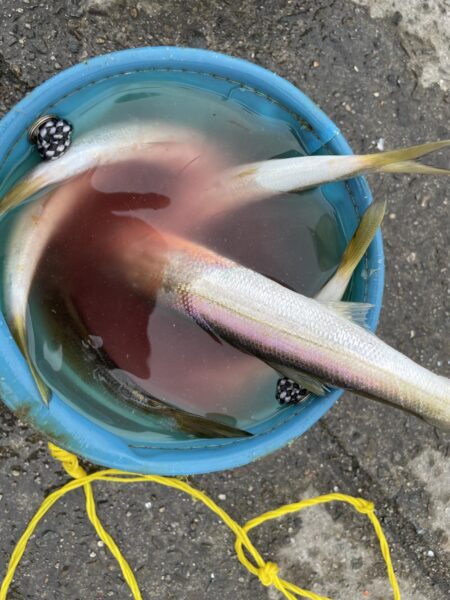 連続カマス釣り