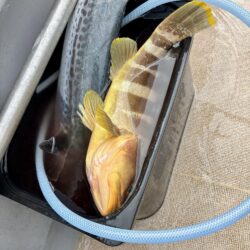 舞鶴ジギング船サワラ便で爆釣